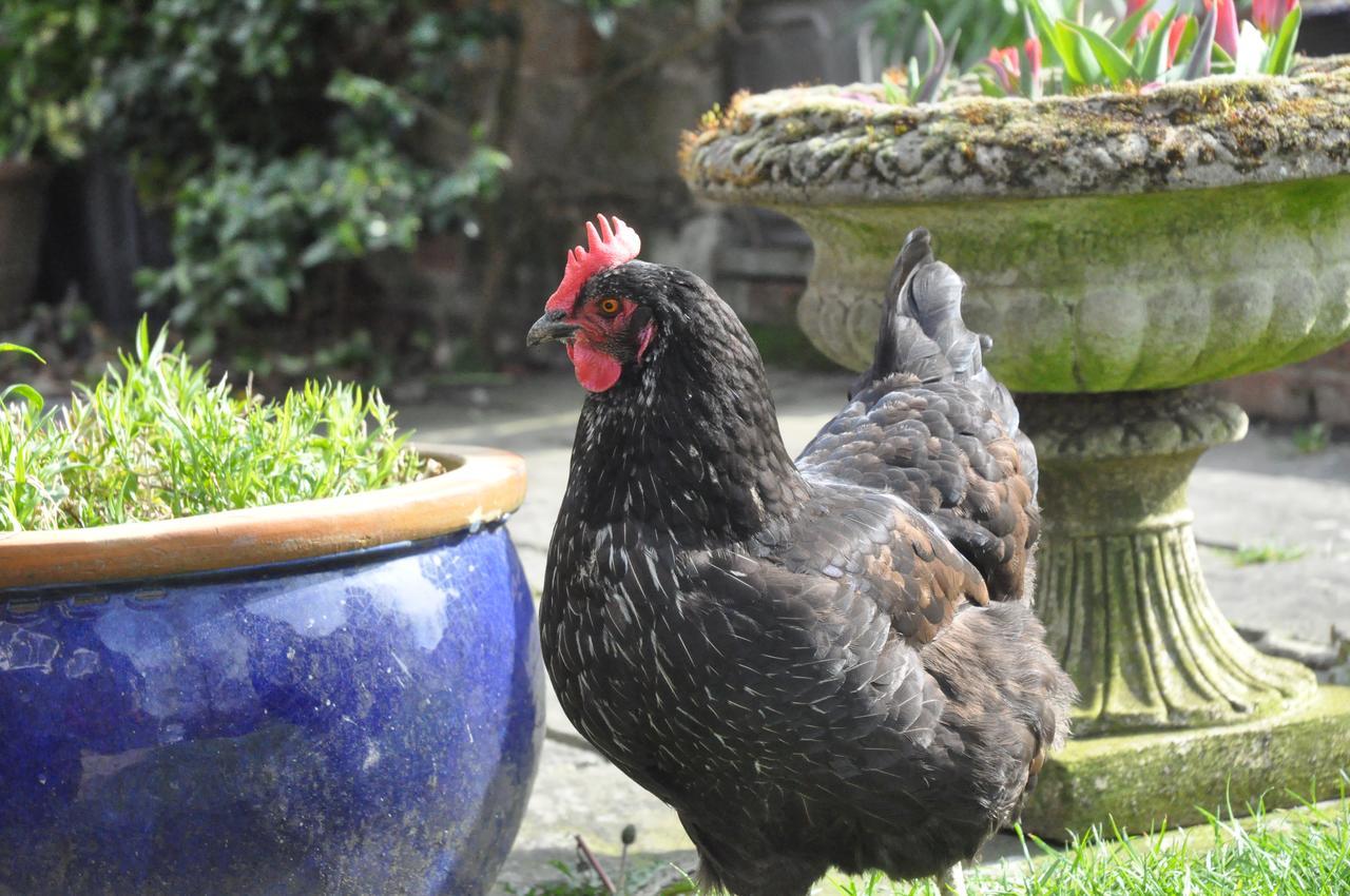 Bed and Breakfast Little Tidebrook Farm Wadhurst Esterno foto